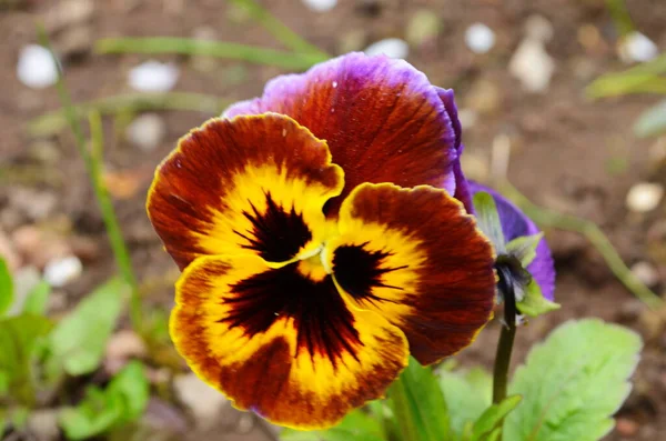 Closeup of colorful pansy flower, The garden pansy is a type of large-flowered hybrid plant cultivated as a garden flower. This image was blurred or selective focus. — Stock Image Closeup Colorful Pansy Flower Garden Pansy Type Large Flowered Hybrid Stock Image
