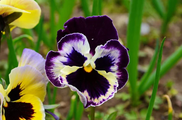Closeup of colorful pansy flower, The garden pansy is a type of large-flowered hybrid plant cultivated as a garden flower. This image was blurred or selective focus. — Stock Image Closeup Colorful Pansy Flower Garden Pansy Type Large Flowered Hybrid Stock Image