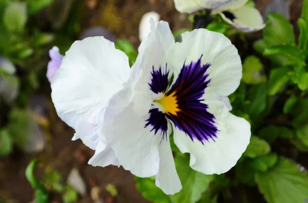 Closeup of colorful pansy flower, The garden pansy is a type of large-flowered hybrid plant cultivated as a garden flower. This image was blurred or selective focus. — Stock Image Closeup Colorful Pansy Flower Garden Pansy Type Large Flowered Hybrid Royalty Free Stock Photos
