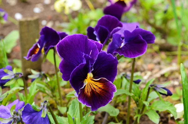 Closeup of colorful pansy flower, The garden pansy is a type of large-flowered hybrid plant cultivated as a garden flower. This image was blurred or selective focus. — Stock Image Closeup Colorful Pansy Flower Garden Pansy Type Large Flowered Hybrid Stock Photo