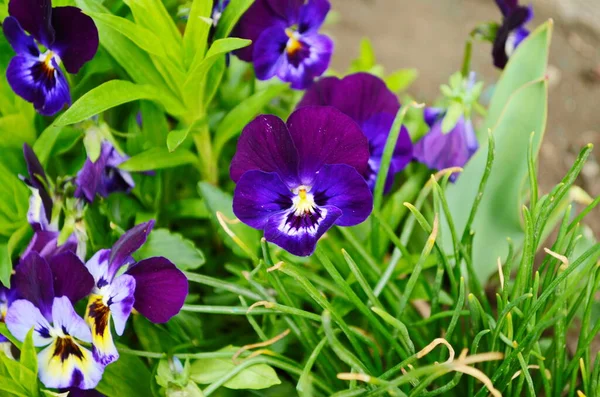 Closeup of colorful pansy flower, The garden pansy is a type of large-flowered hybrid plant cultivated as a garden flower. This image was blurred or selective focus. — Stock Image Closeup Colorful Pansy Flower Garden Pansy Type Large Flowered Hybrid Royalty Free Stock Images