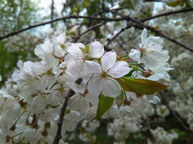 Bir bahar günü kiraz çiçekleri kapanıyor.
