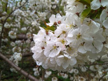 Bir bahar günü kiraz çiçekleri kapanıyor.