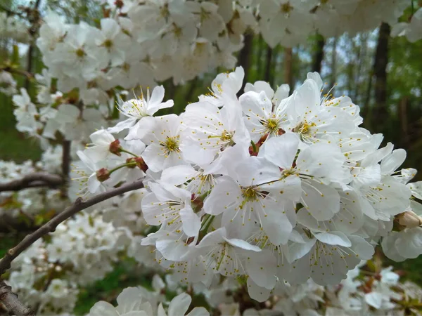 Las Flores Los Cerezos Florecen Primer Día Primavera — Foto de Stock