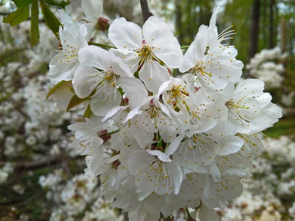 Kwiaty Kwiatów Wiśni Wiosenny Dzień Bliska — Zdjęcie stockowe