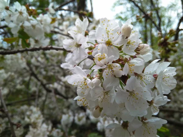 Las Flores Los Cerezos Florecen Primer Día Primavera — Foto de Stock