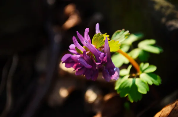Corydalis Cava Flores Primavera Violeta Corydalis Macro Close — Fotografia de Stock