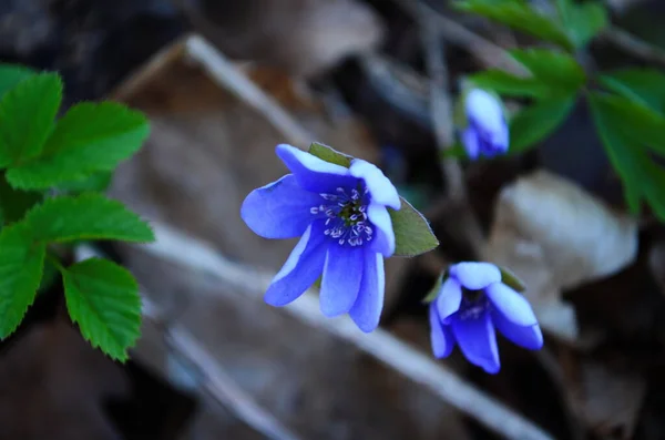 Corydalis Cava Corydalis Bahar Çiçekleri Makro Yakın Plan — Stok fotoğraf