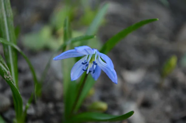 Μικρά Μπλε Ανοιξιάτικα Λουλούδια Ένα Δάσος — Φωτογραφία Αρχείου