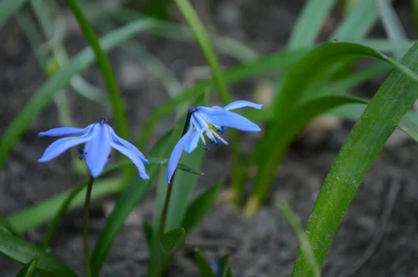 Ormanda Küçük Mavi Bahar Çiçekleri — Stok fotoğraf