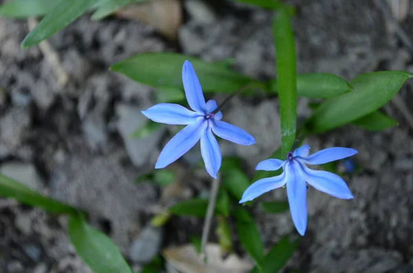 Kis Kék Tavaszi Virágok Erdőben — Stock Fotó