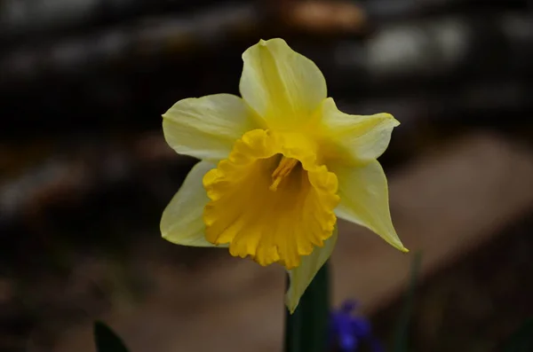 Дивовижні Жовті Нарциси Квіткові Поля Ранковому Сонячному Світлі Ідеальне Зображення — стокове фото