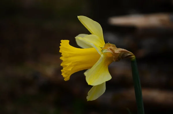 Incroyable Champ Fleurs Jonquilles Jaunes Dans Lumière Soleil Matin Image — Photo