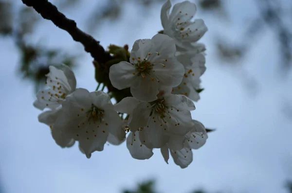Zdjęcie Kwitnącego Brunchu Białymi Kwiatami Grange Ciemnoniebieskie Tło — Zdjęcie stockowe