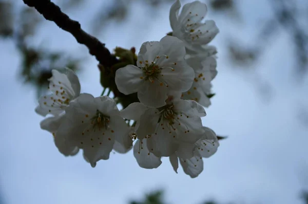 Foto Fioritura Brunch Albero Con Fiori Bianchi Sfondo Grange Blu — Foto Stock