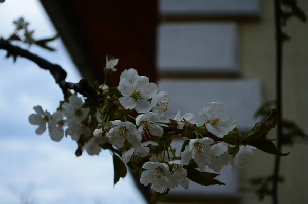 Foto Brunch Árvore Florescente Com Flores Brancas Grange Fundo Azul — Fotografia de Stock