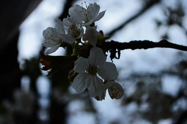 在深蓝色的大背景上开着白花的开花树早午餐的照片 — 图库照片