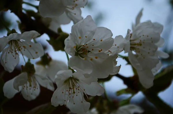 Photo Blossoming Tree Brunch White Flowers Grange Dark Blue Background — Stock Photo, Image