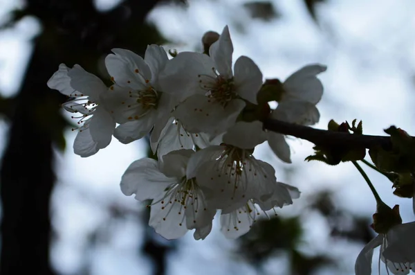 Фото Квітучого Дерева Білими Квітами Зеленому Темно Синьому Фоні — стокове фото