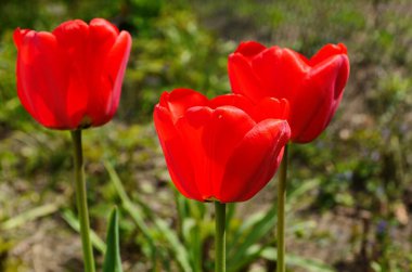 Lale çiçekleri baharda açar lale bahçesindeki bulanık lalelerin arka planında. Doğa.