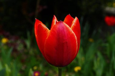Lale çiçekleri baharda açar lale bahçesindeki bulanık lalelerin arka planında. Doğa.