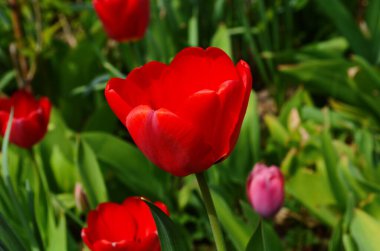 Lale çiçekleri baharda açar lale bahçesindeki bulanık lalelerin arka planında. Doğa.