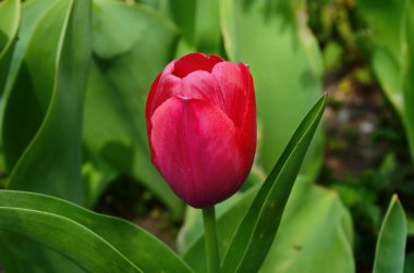 Lale çiçekleri baharda açar lale bahçesindeki bulanık lalelerin arka planında. Doğa.