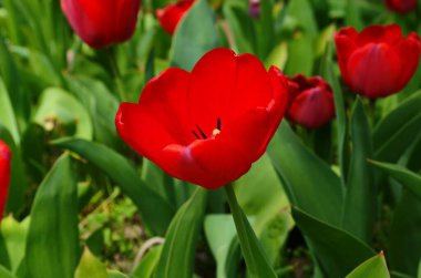 Lale çiçekleri baharda açar lale bahçesindeki bulanık lalelerin arka planında. Doğa.