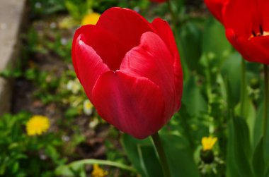 Lale çiçekleri baharda açar lale bahçesindeki bulanık lalelerin arka planında. Doğa.