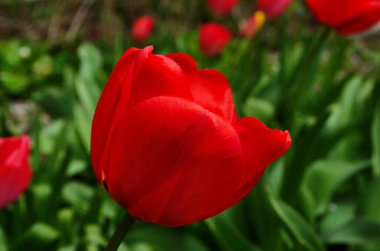 Lale çiçekleri baharda açar lale bahçesindeki bulanık lalelerin arka planında. Doğa.