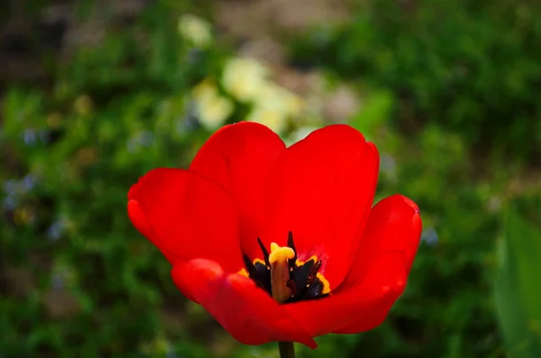 Tulipán Virágok Virágoznak Tavaszi Háttérben Háttér Elmosódott Tulipán Egy Tulipán — Stock Fotó