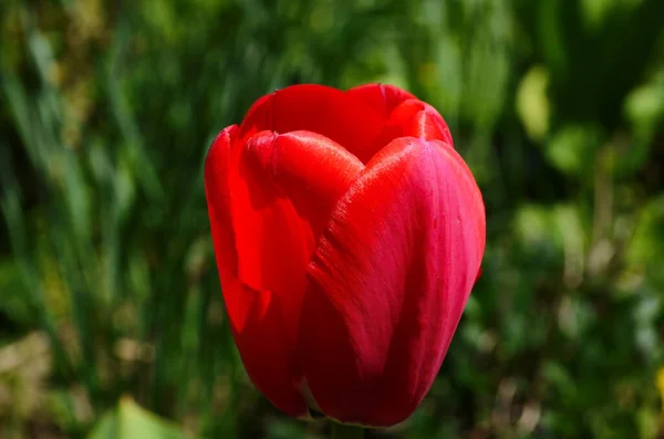 Цветы Тюльпанов Расцветают Весной Фоне Расплывчатых Тюльпанов Саду Тюльпанов Природа — стоковое фото