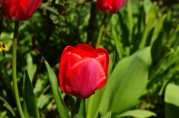 Tulipán Virágok Virágoznak Tavaszi Háttérben Háttér Elmosódott Tulipán Egy Tulipán — Stock Fotó