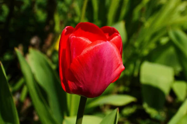 Tulipán Virágok Virágoznak Tavaszi Háttérben Háttér Elmosódott Tulipán Egy Tulipán — Stock Fotó