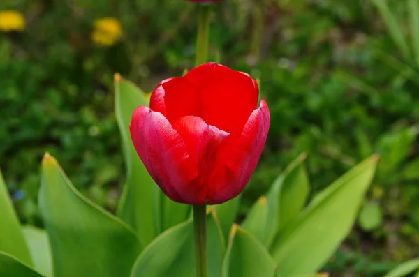 Tulipán Virágok Virágoznak Tavaszi Háttérben Háttér Elmosódott Tulipán Egy Tulipán — Stock Fotó