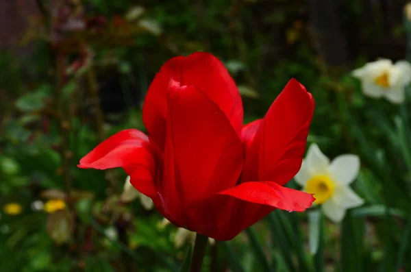 Цветы Тюльпанов Расцветают Весной Фоне Расплывчатых Тюльпанов Саду Тюльпанов Природа — стоковое фото