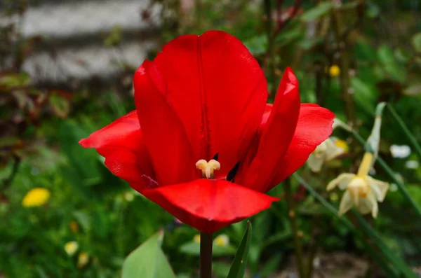 チューリップの花は チューリップの庭のぼやけたチューリップの背景を背景に春に咲きます — ストック写真