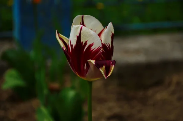 Flores Tulipa Florescem Fundo Primavera Fundo Tulipas Embaçadas Jardim Tulipa — Fotografia de Stock