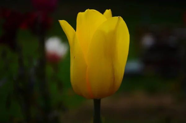 Tulpenblumen Blühen Frühling Vor Dem Hintergrund Verschwommener Tulpen Einem Tulpengarten — Stockfoto