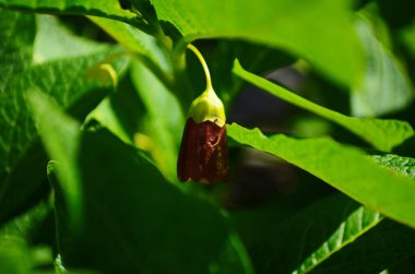 Ölümcül İtüzümü - Atropa belladonna Zehirli Bitki