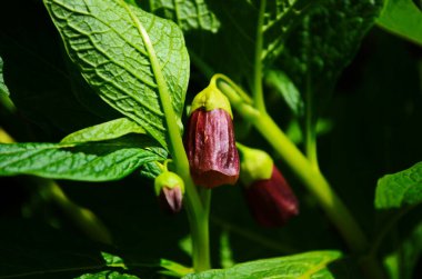 Ölümcül İtüzümü - Atropa belladonna Zehirli Bitki