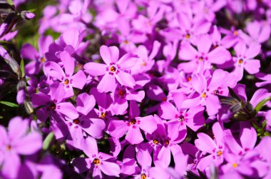 Pofuduk, pembeye dönmüş. Çiçekli sebze arka planı dikey. Kapatın. Makro.