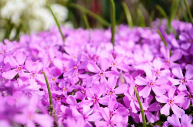 Pofuduk, pembeye dönmüş. Çiçekli sebze arka planı dikey. Kapatın. Makro.