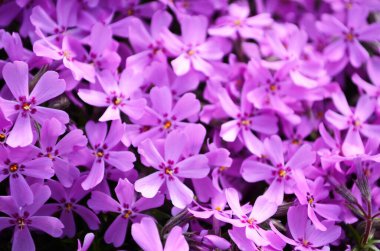 Pofuduk, pembeye dönmüş. Çiçekli sebze arka planı dikey. Kapatın. Makro.