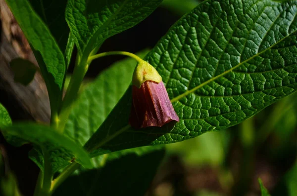 Deadly Nightshade Atropa Belladonna Poisonous Plant — Stock Photo, Image