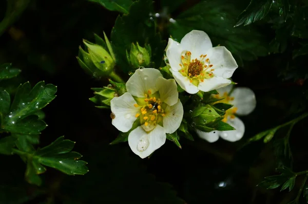 Flowering Strawberries Garden Strawberries Bloom Ground Open Soil Small White — Stock Photo, Image