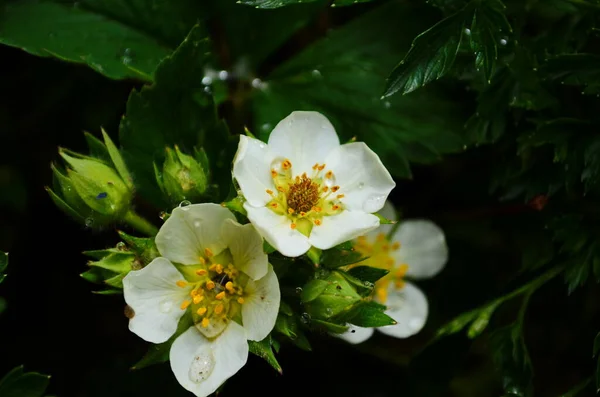 マクロ写真自然白い花が咲くストロベリーブッシュ 背景白いイチゴの花の美しい開花ブッシュ — ストック写真