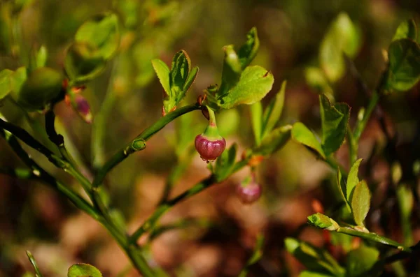 Photo Blueberry Vaccinium Uliginosum Flowers Spring Forest Sunny Day Wild — Stock Photo, Image