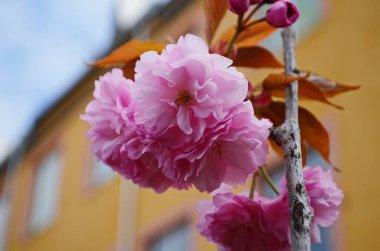 Pembe ve beyaz çiçekler fotoğrafçılığı kapatır. Pembe ve beyaz kiraz çiçeği. New York 'ta pembe ve beyaz sakura.