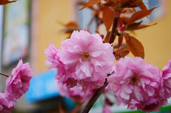 Pink and white flowers close up photography. Pink and white cherry blossom. Pink and white sakura in Ukraine